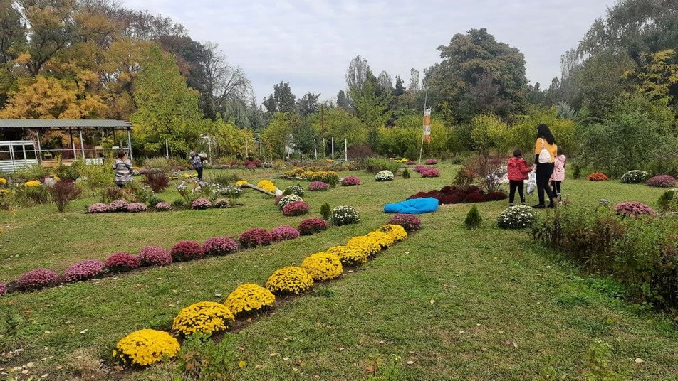 В херсонских ботанических садах начался бал хризантем: фото и видео